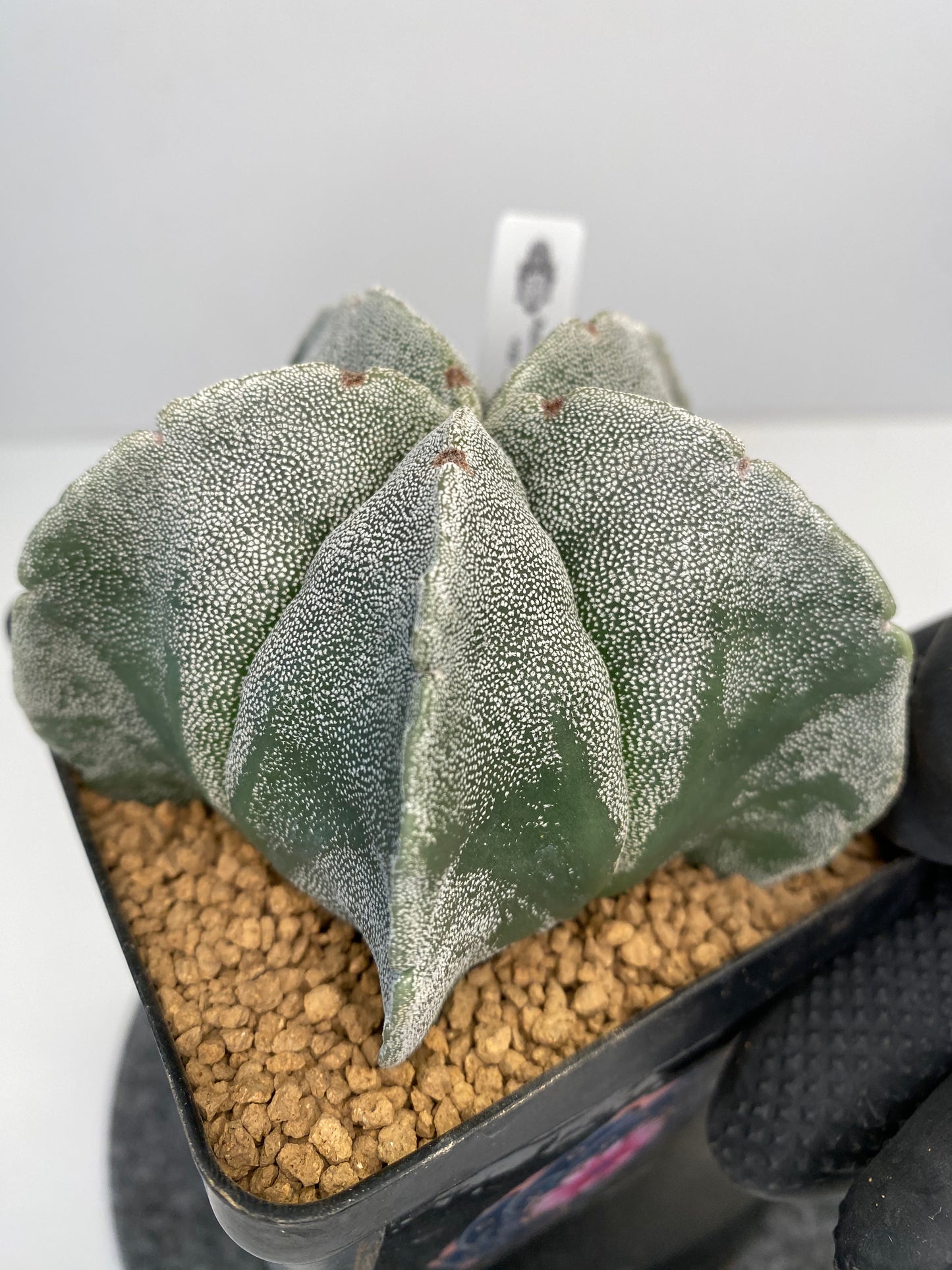 Astrophytum myriostigma var. strongylogonum