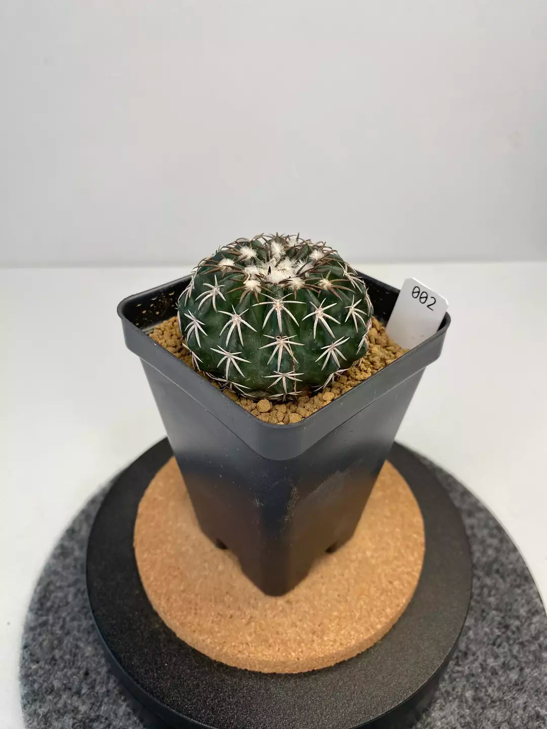 Discocactus hybrid horstii x crystallophilus #002