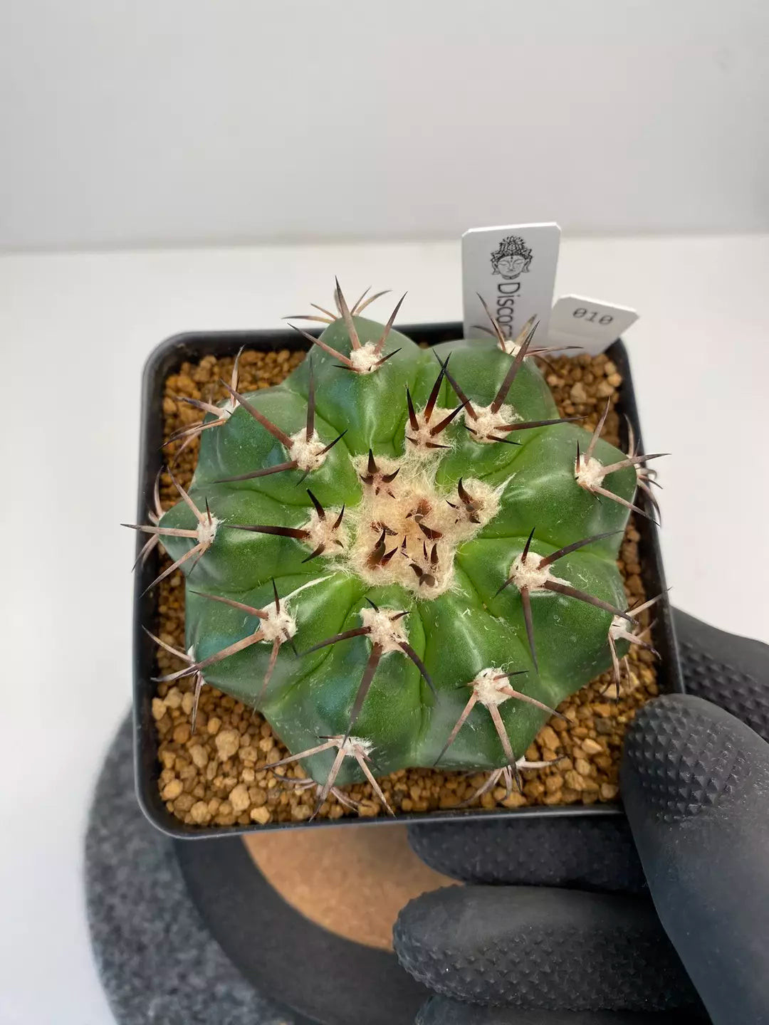 Discocactus Gigantea #010