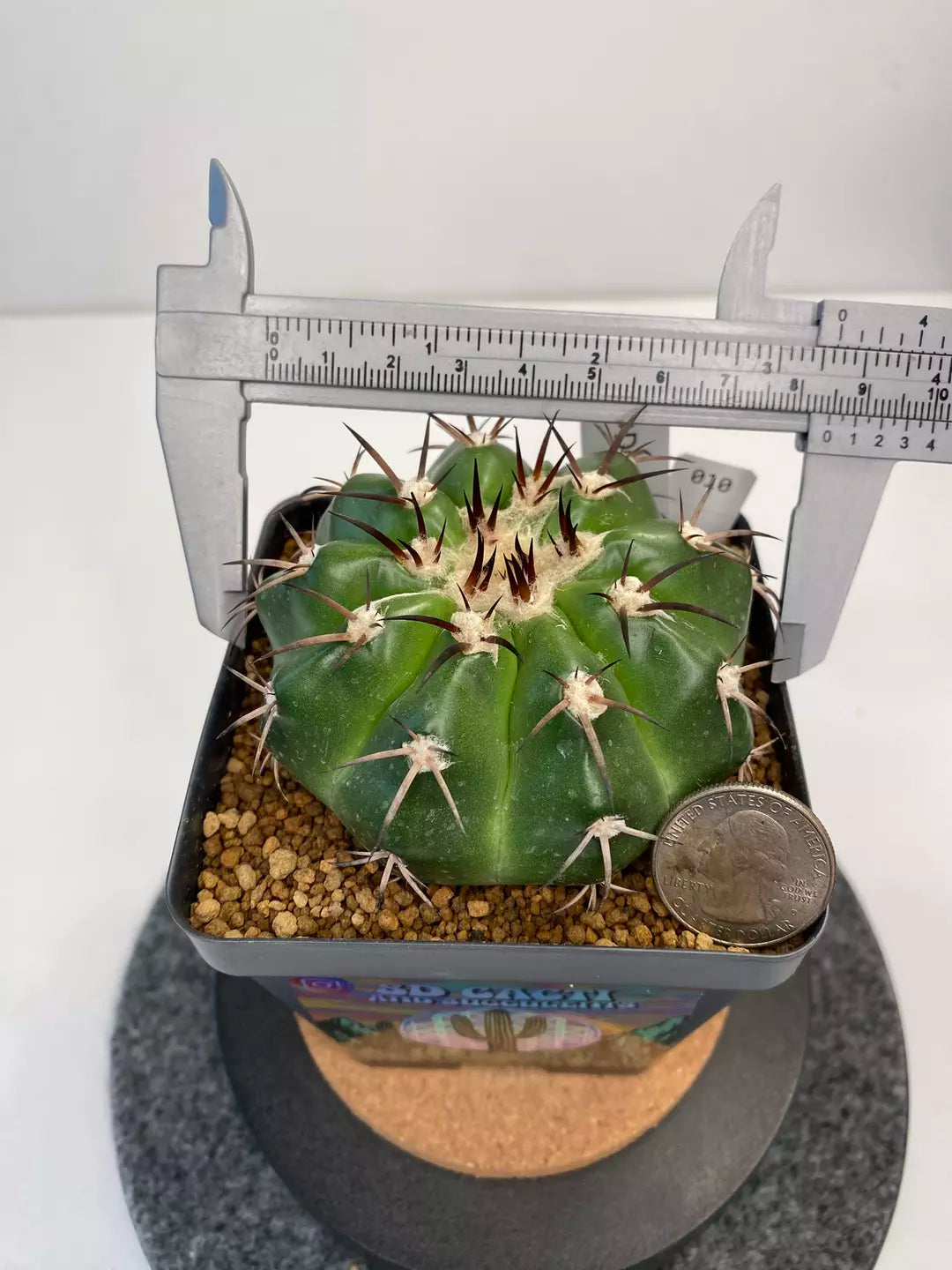 Discocactus Gigantea #010
