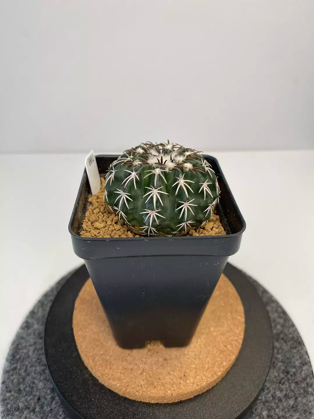 Discocactus hybrid horstii x crystallophilus #002