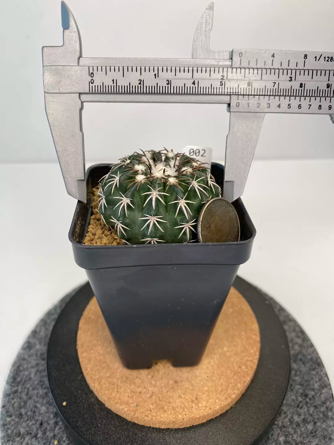 Discocactus hybrid horstii x crystallophilus #002