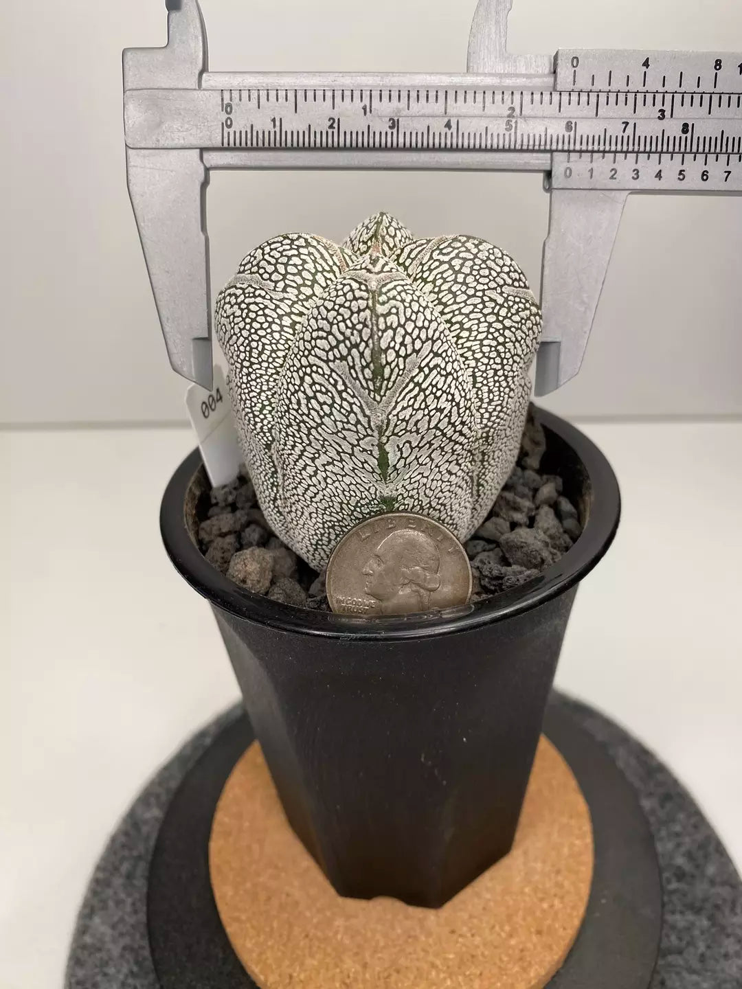 Astrophytum myriostigma cv. Onzuka #004