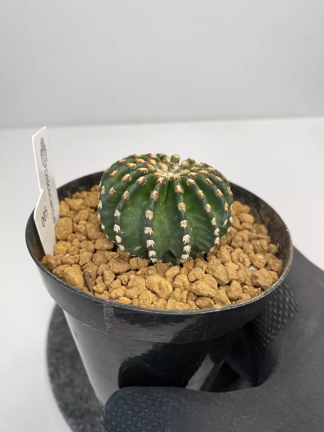Discocactus horstii #005