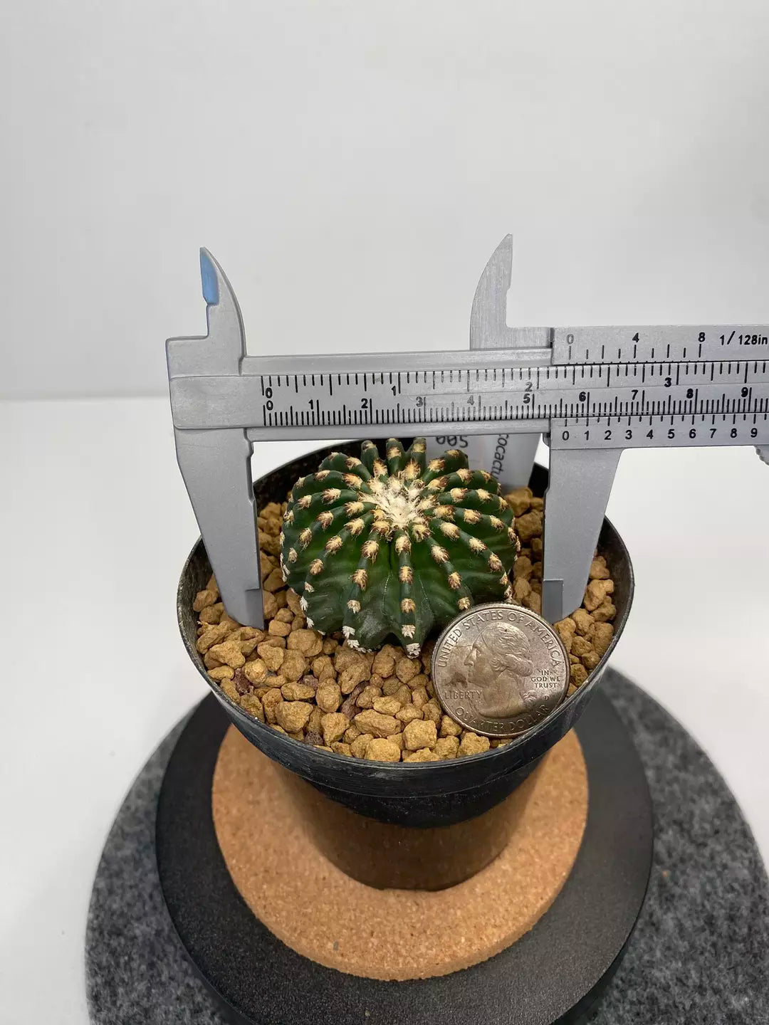 Discocactus horstii #005