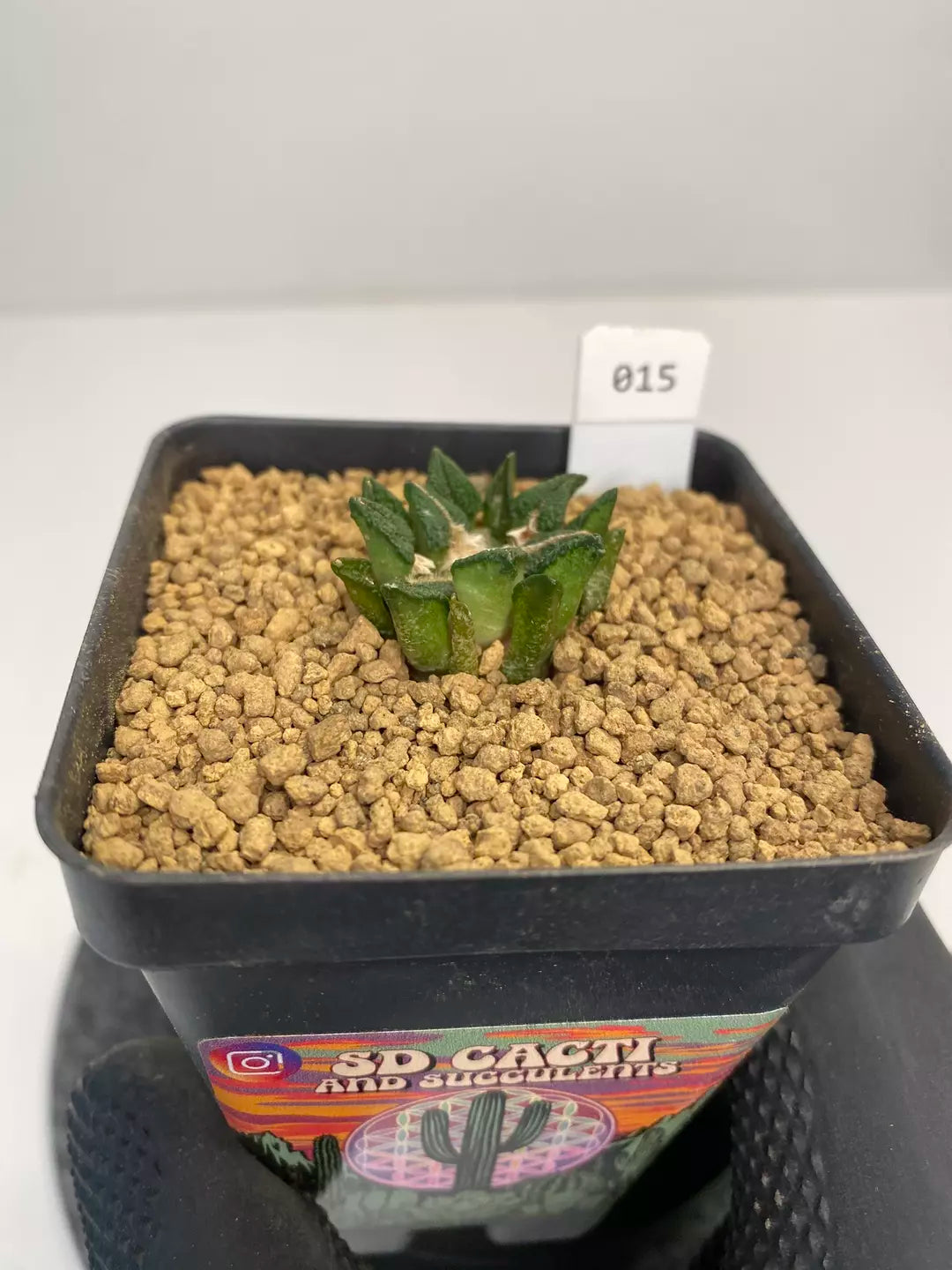 Ariocarpus kotschoubeyanus var. elephantidens “ooibo” #015