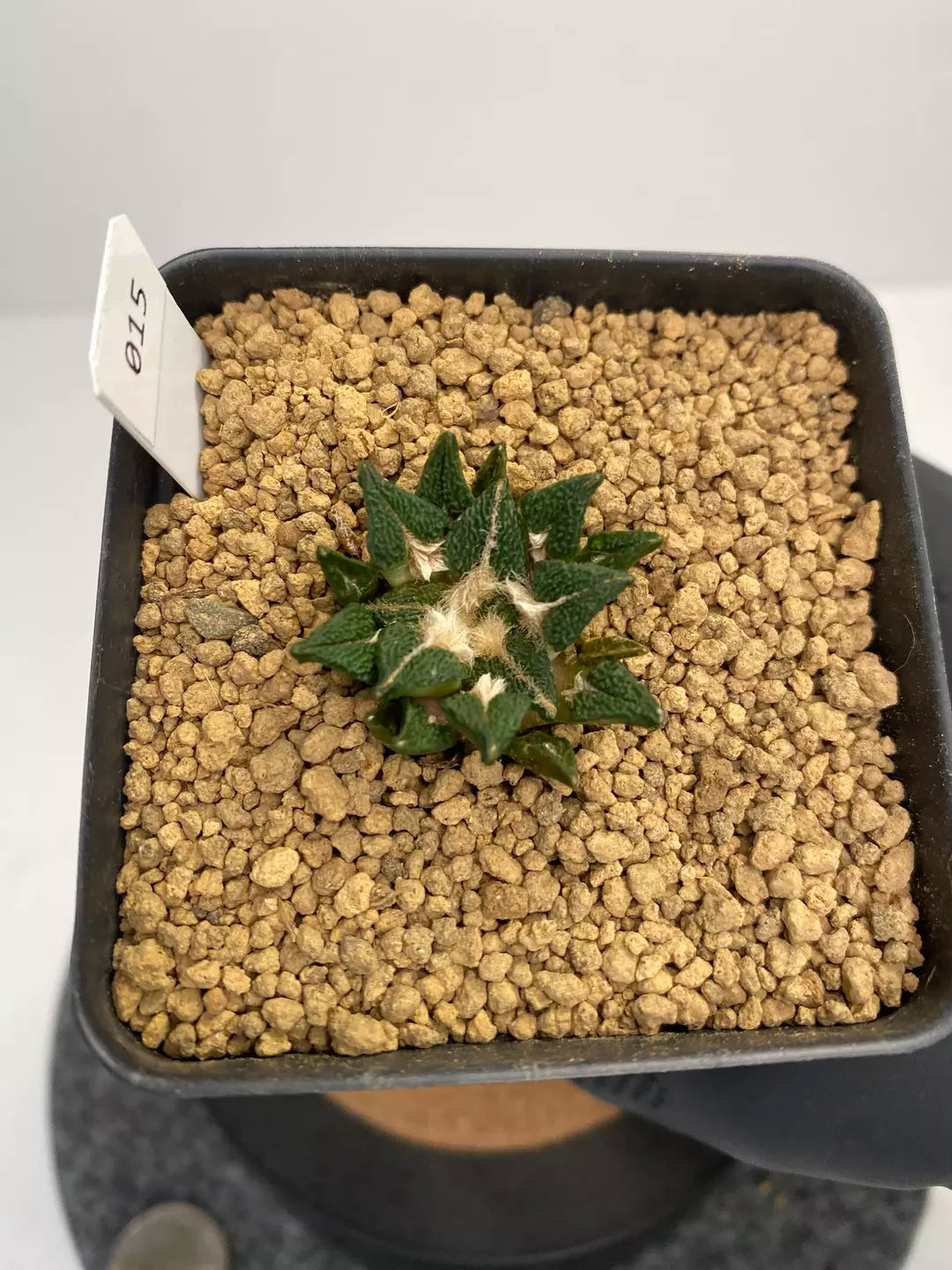Ariocarpus kotschoubeyanus var. elephantidens “ooibo” #015