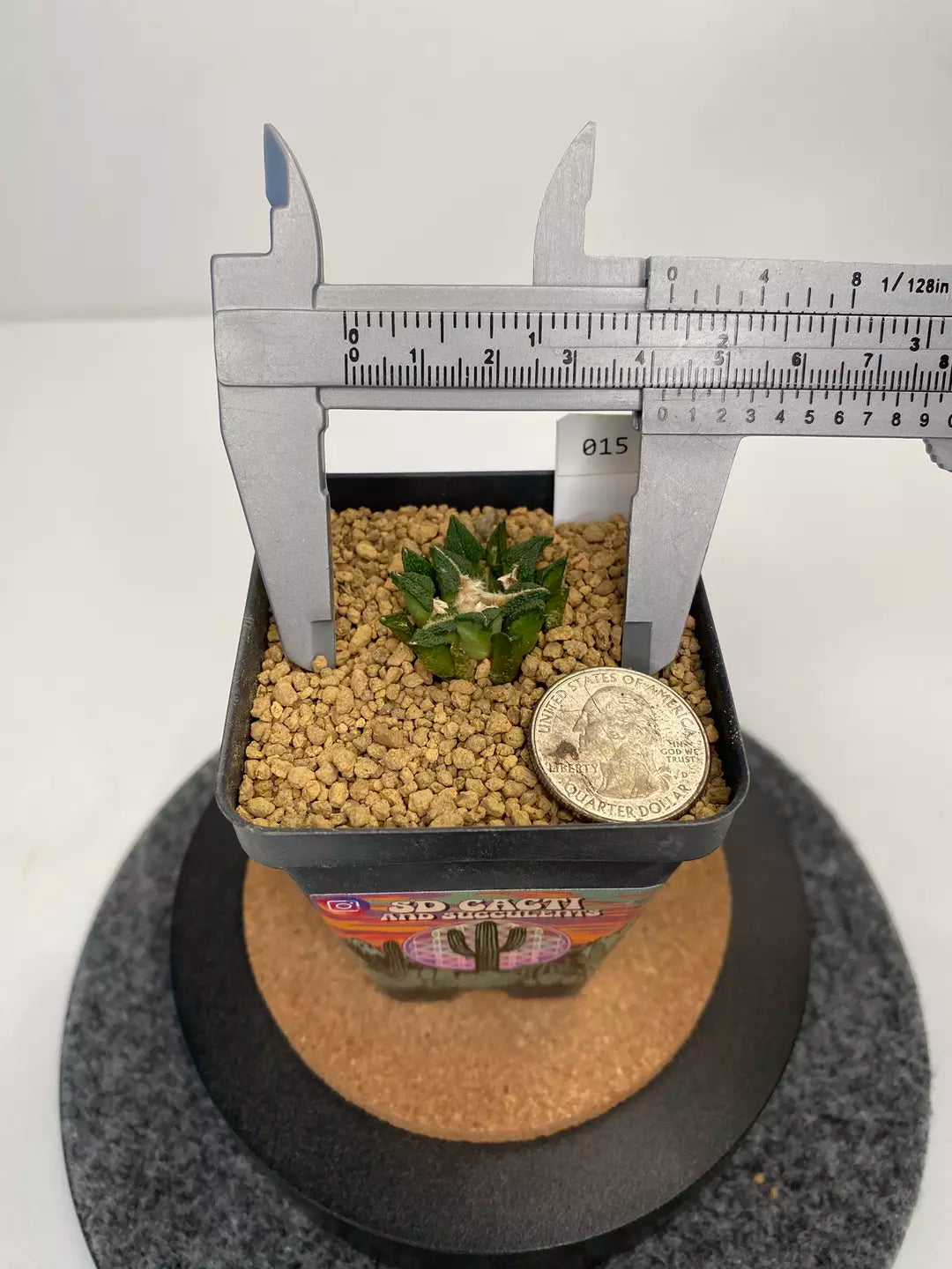 Ariocarpus kotschoubeyanus var. elephantidens “ooibo” #015