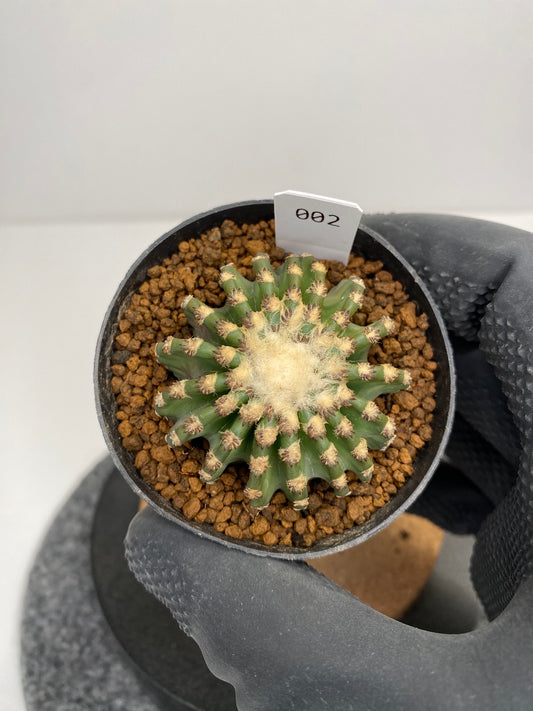 Discocactus horstii #002
