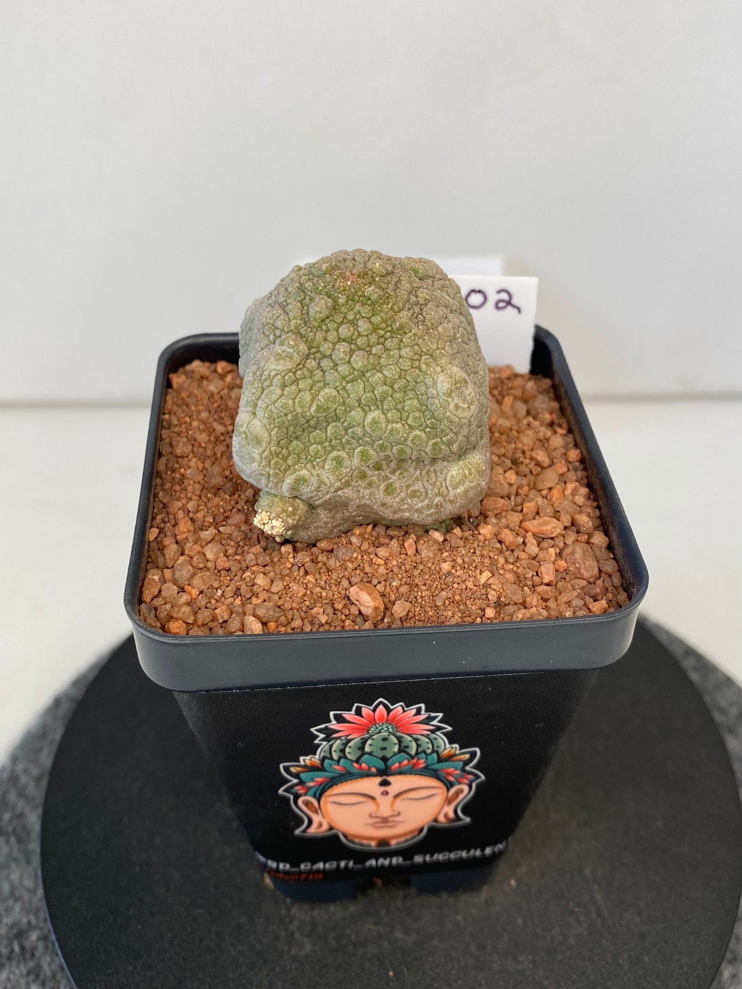 Pseudolithos Cubiformis #002