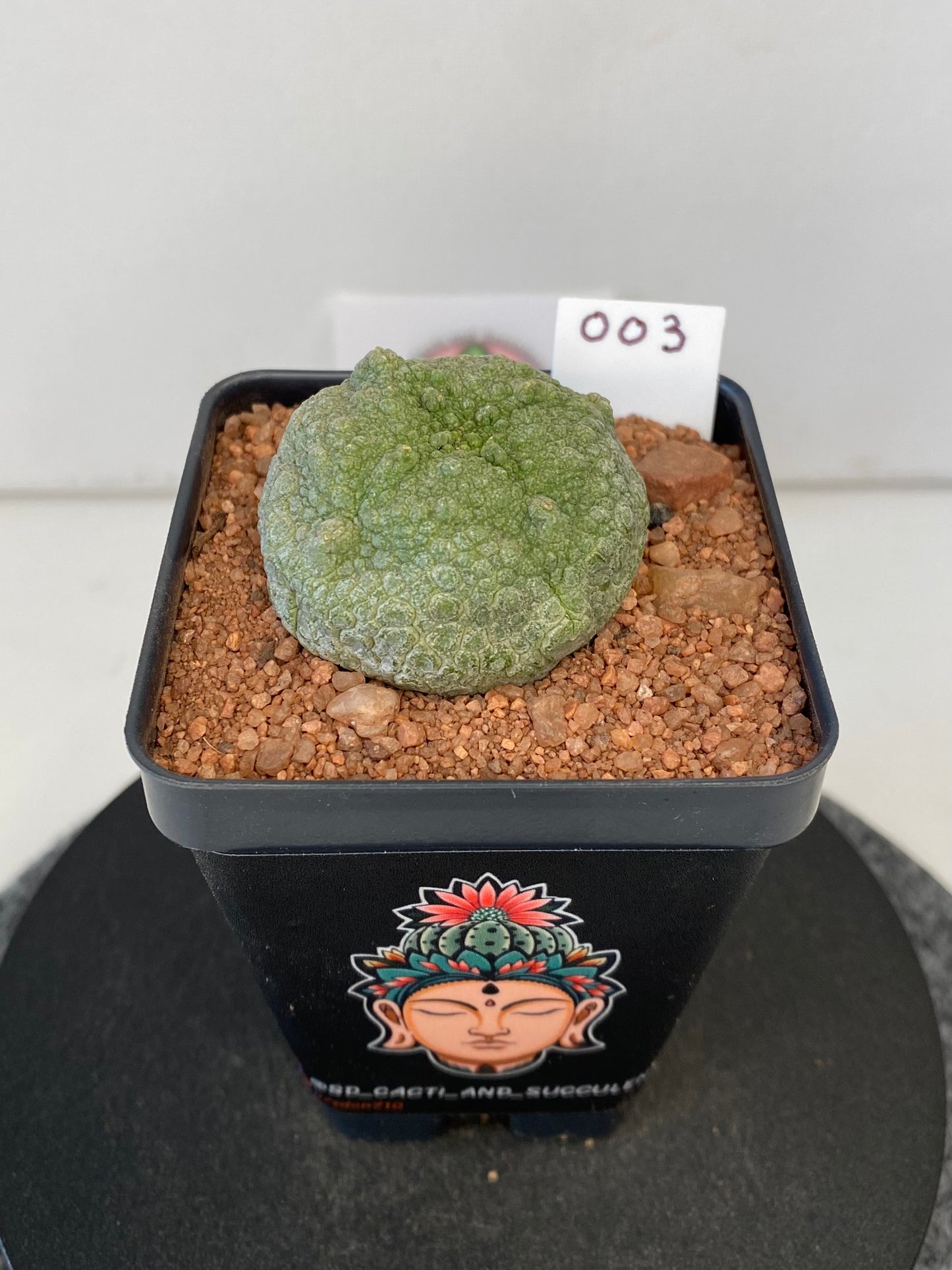 Pseudolithos Cubiformis #003