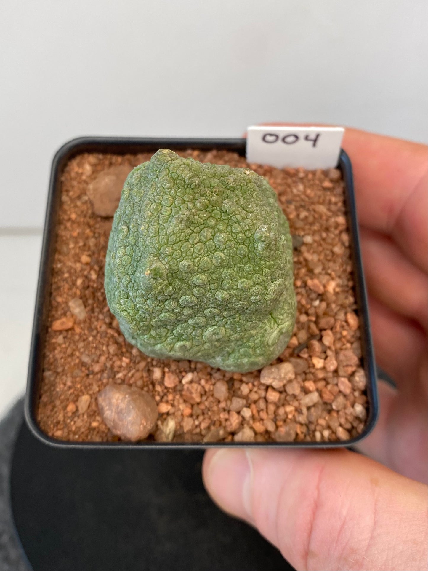 Pseudolithos Cubiformis #004