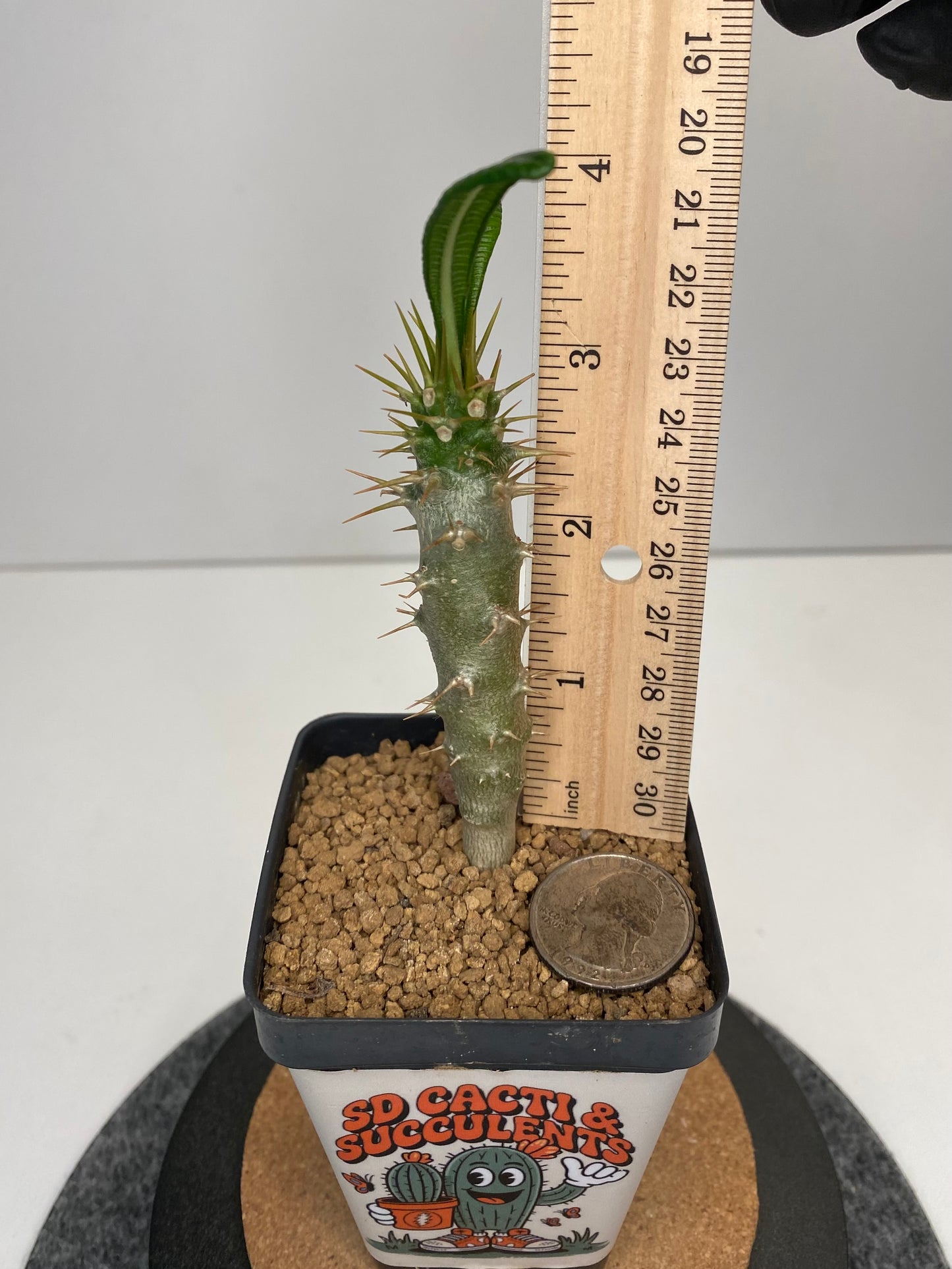 Pachypodium ambongense #001