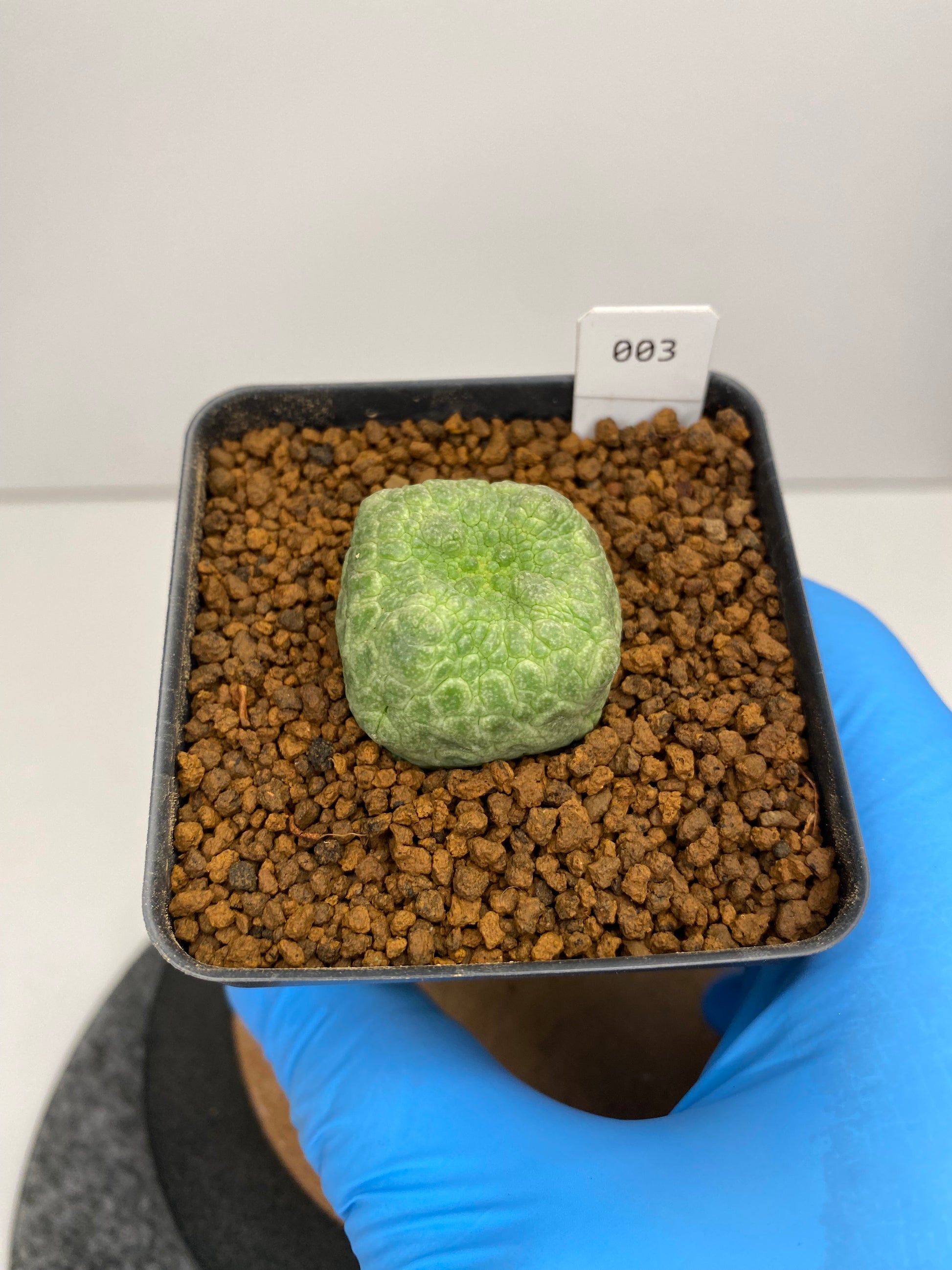 cube shaped succulent Pseudolithos cubiformis #003 – SD Cacti & Succulents
