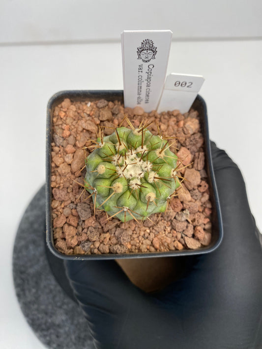 Copiapoa cinerea ssp. columna-alba #002