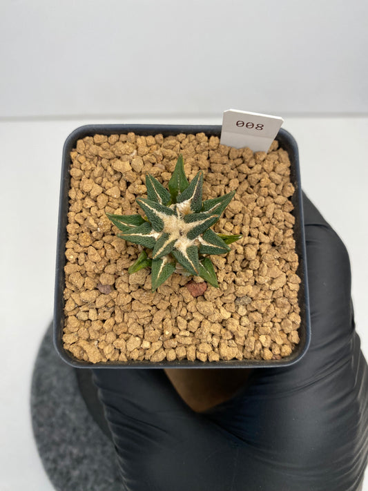 Ariocarpus kotschoubeyanus var.elephantidens "ooibo" #008