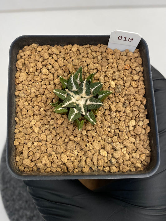 Ariocarpus kotschoubeyanus var.
elephantidens "ooibo"