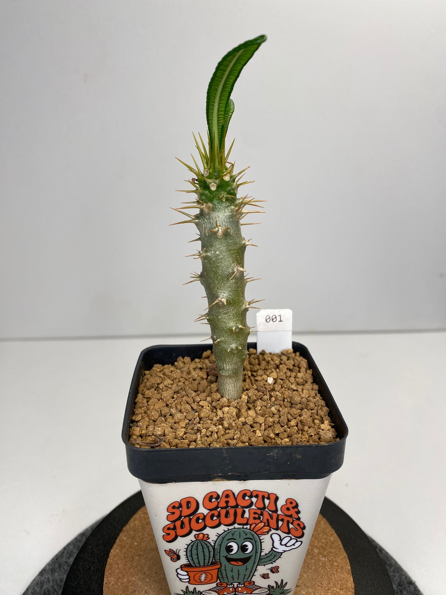 Pachypodium ambongense #001
