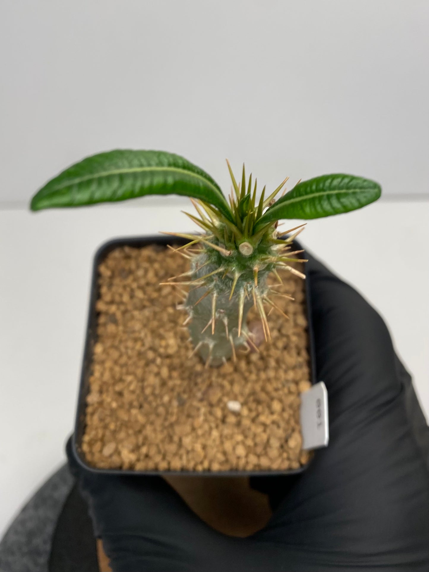 Pachypodium ambongense #001