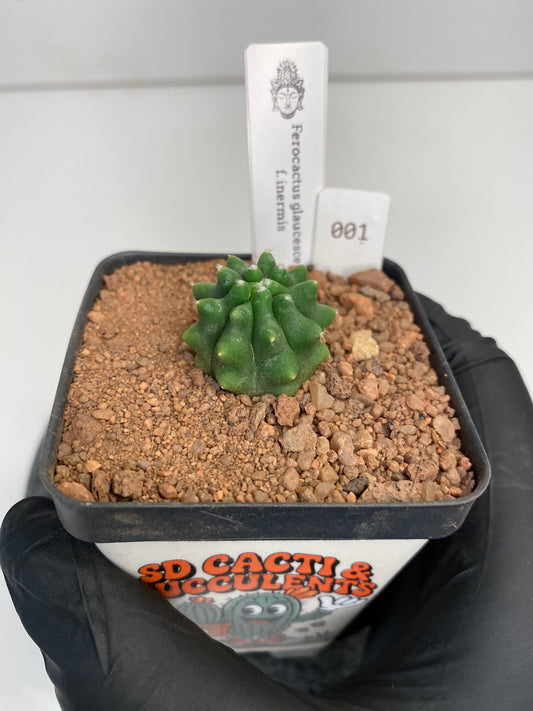 Ferocactus glaucescens f. inermis #001