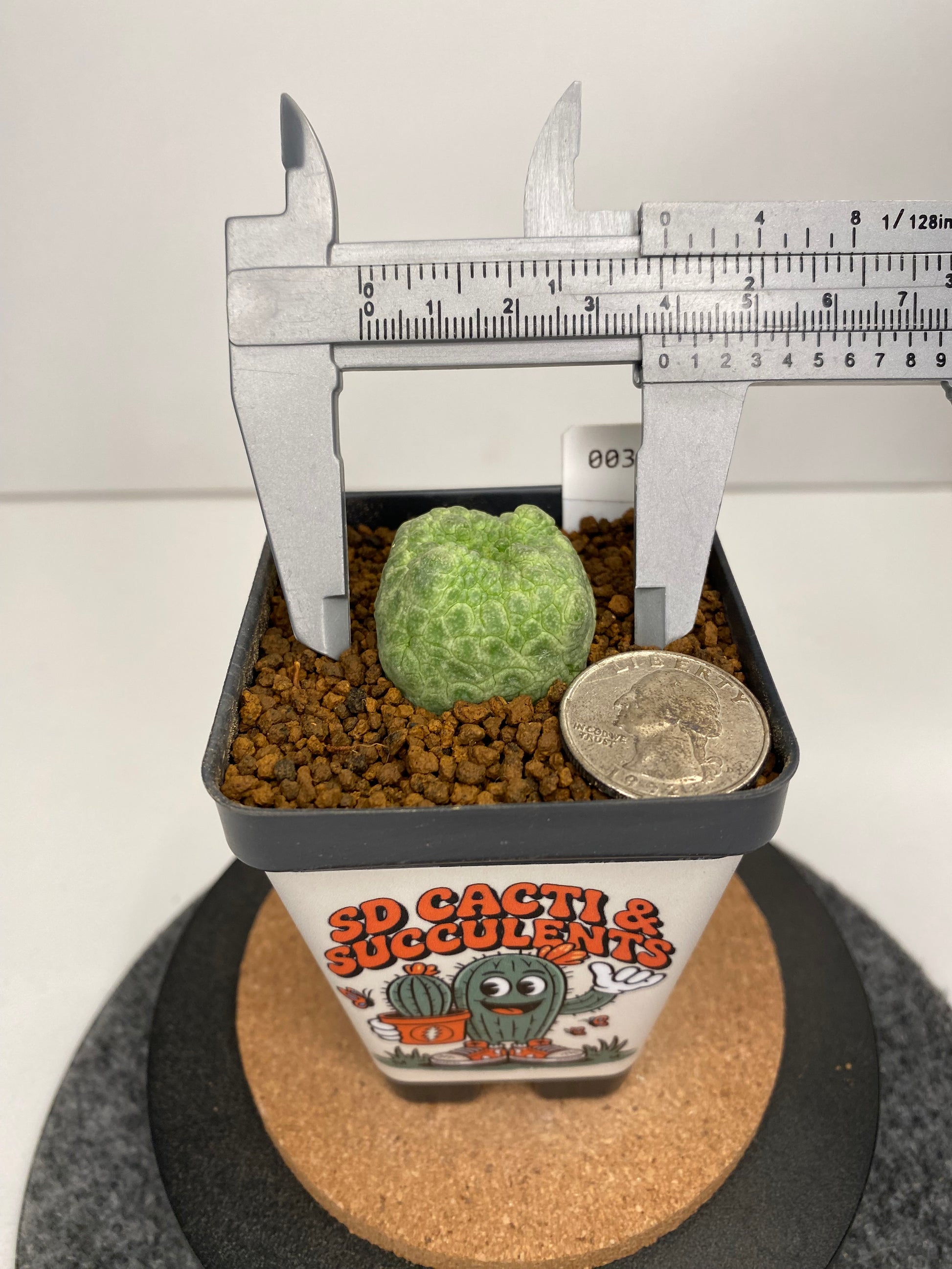 cube shaped succulent Pseudolithos cubiformis #003 – SD Cacti & Succulents