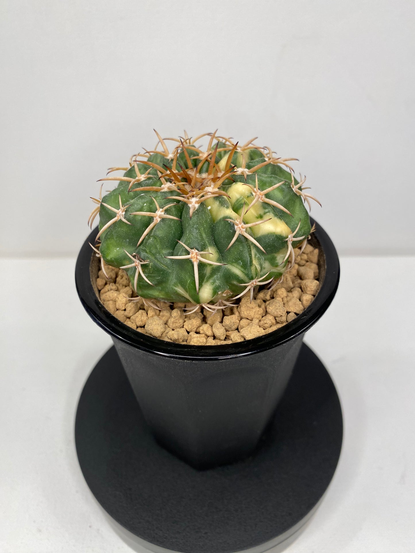 Discocactus Placentiformis Variegated