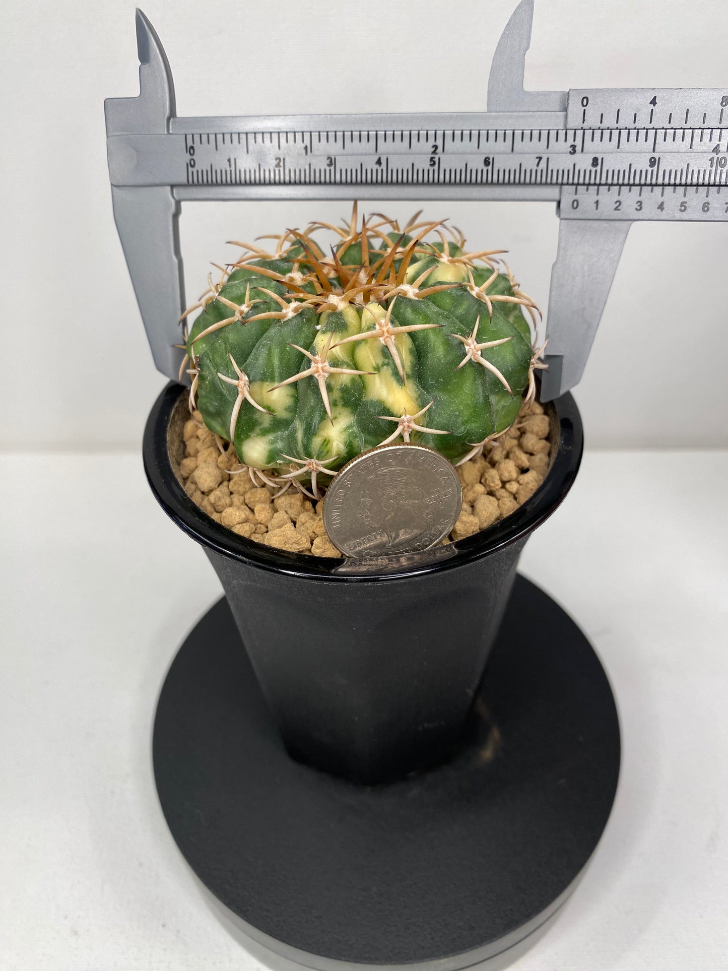 Discocactus Placentiformis Variegated