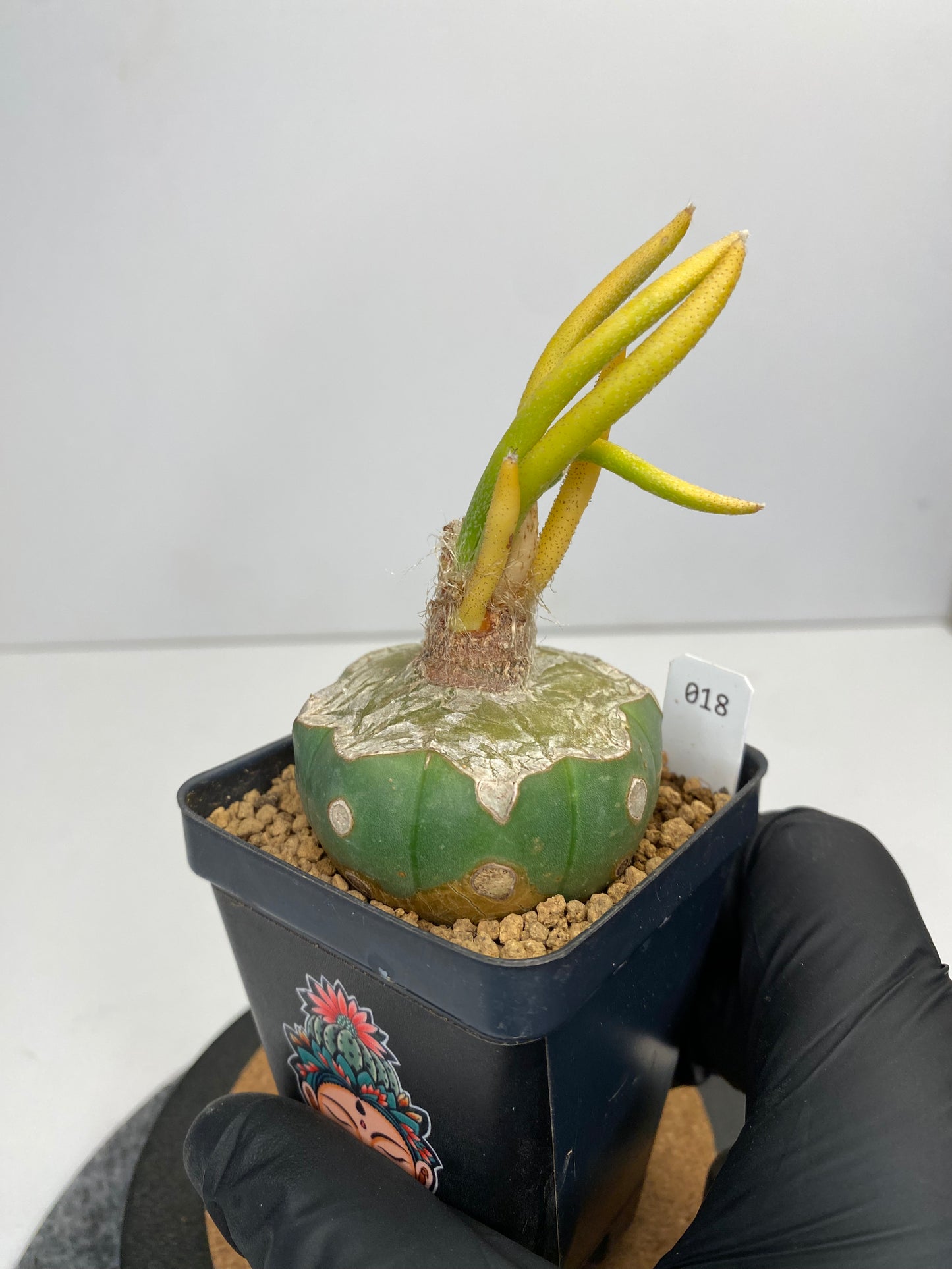 Variegated astrophytum caput-medusae graft #018