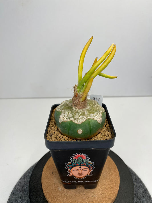 Variegated astrophytum caput-medusae graft #018