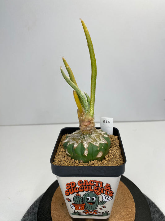 Variegated astrophytum caput-medusae graft #014