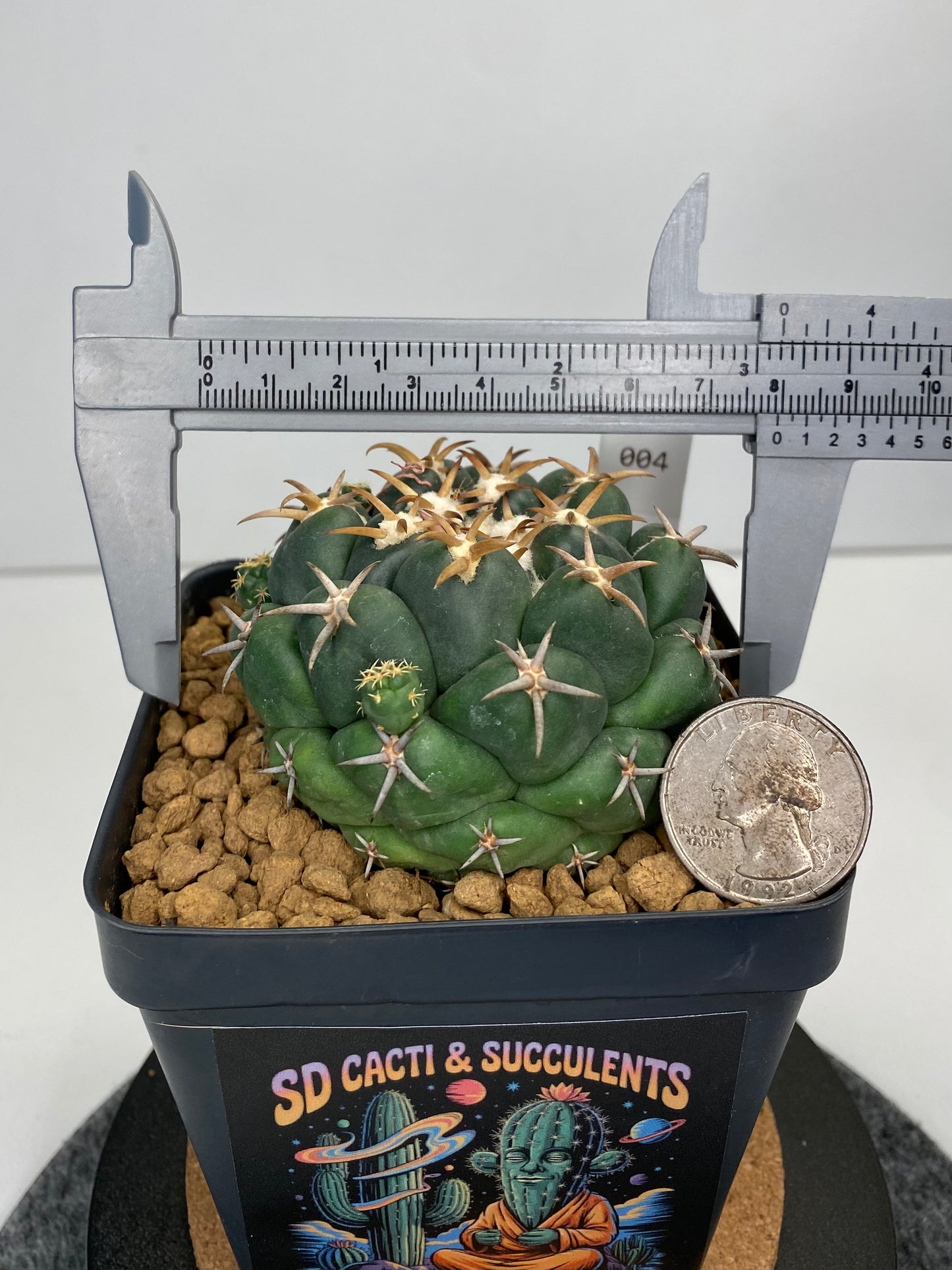 Coryphantha elephantidens var. Tanshi #004