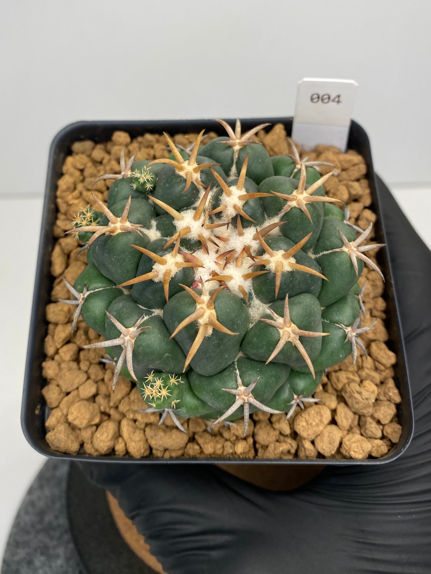 Coryphantha elephantidens var. Tanshi #004
