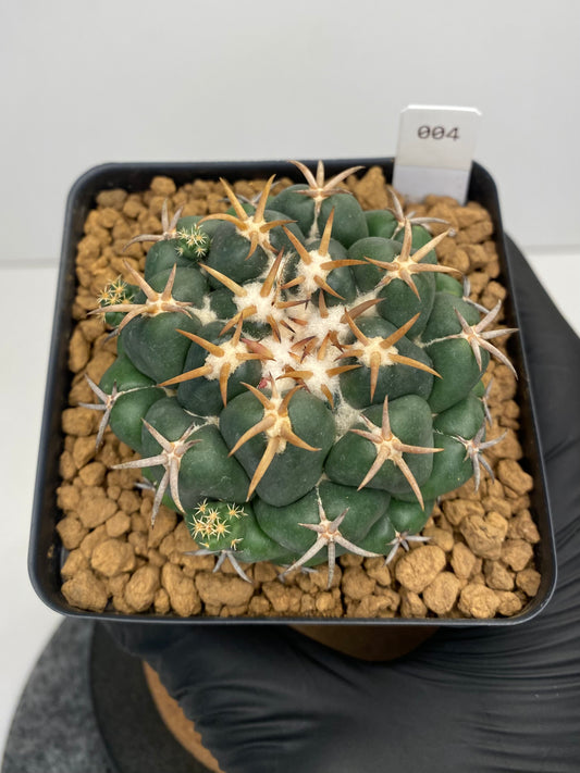 Coryphantha elephantidens var. Tanshi #004