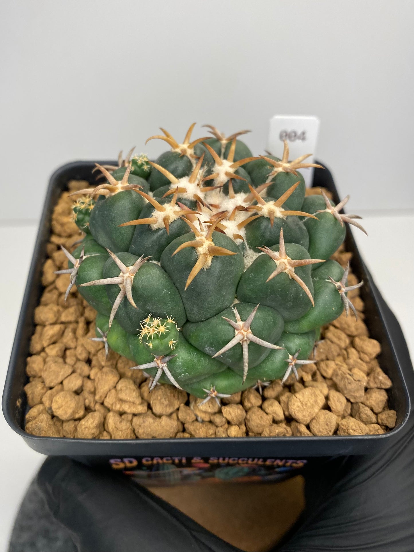 Coryphantha elephantidens var. Tanshi #004
