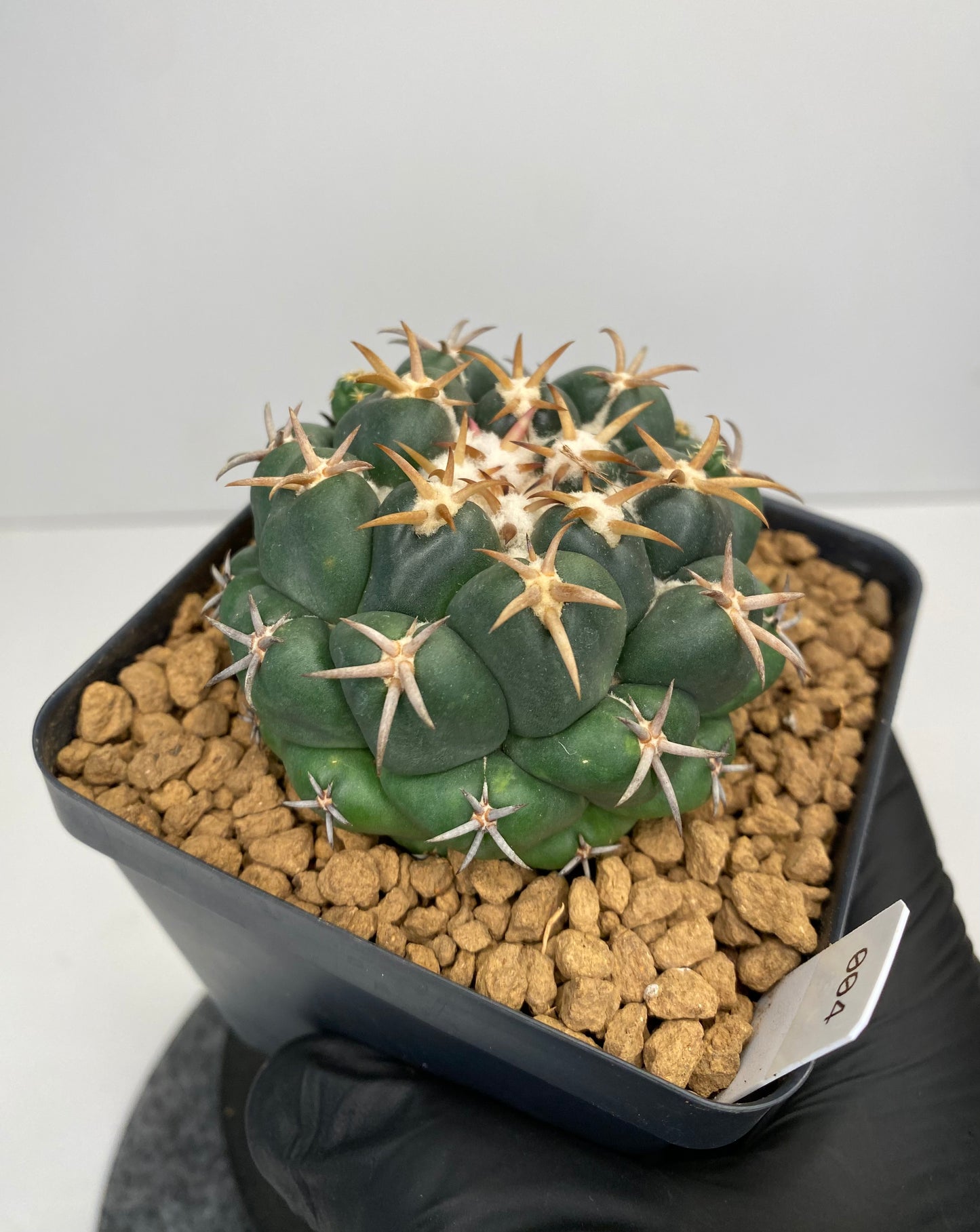 Coryphantha elephantidens var. Tanshi #004