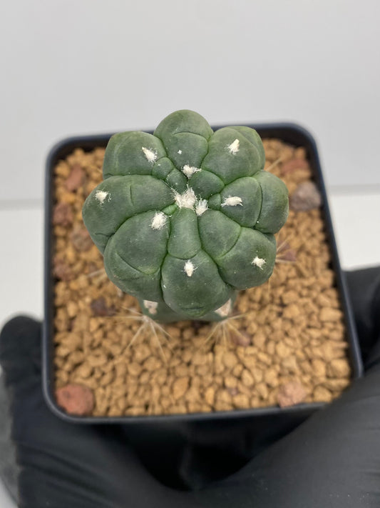 Astrophytum asterias cv. lizard skin T2-879 graft