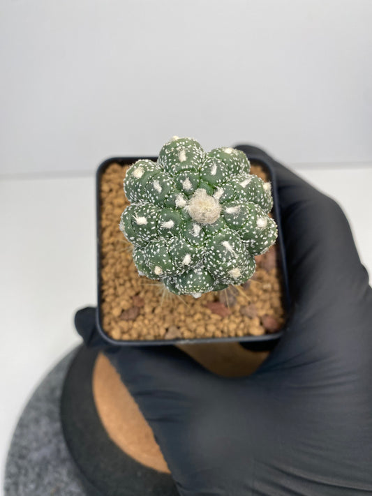 Astrophytum asterias cv. kabuto kikko lizard skin graft