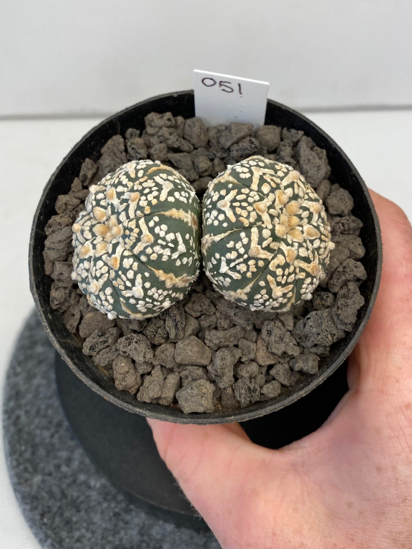 Astrophytum SuperKabuto V-Type, double header