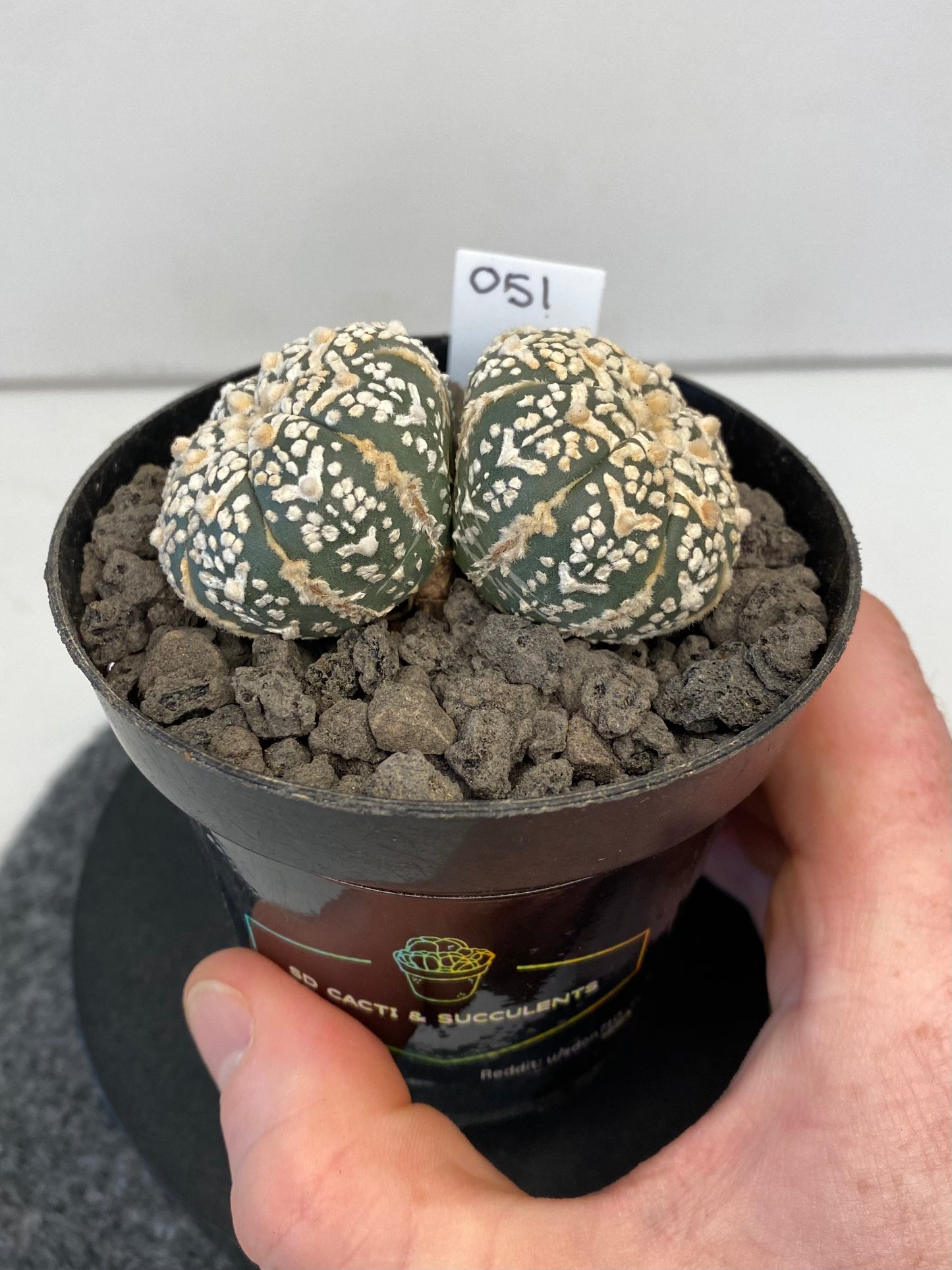 Astrophytum SuperKabuto V-Type, double header