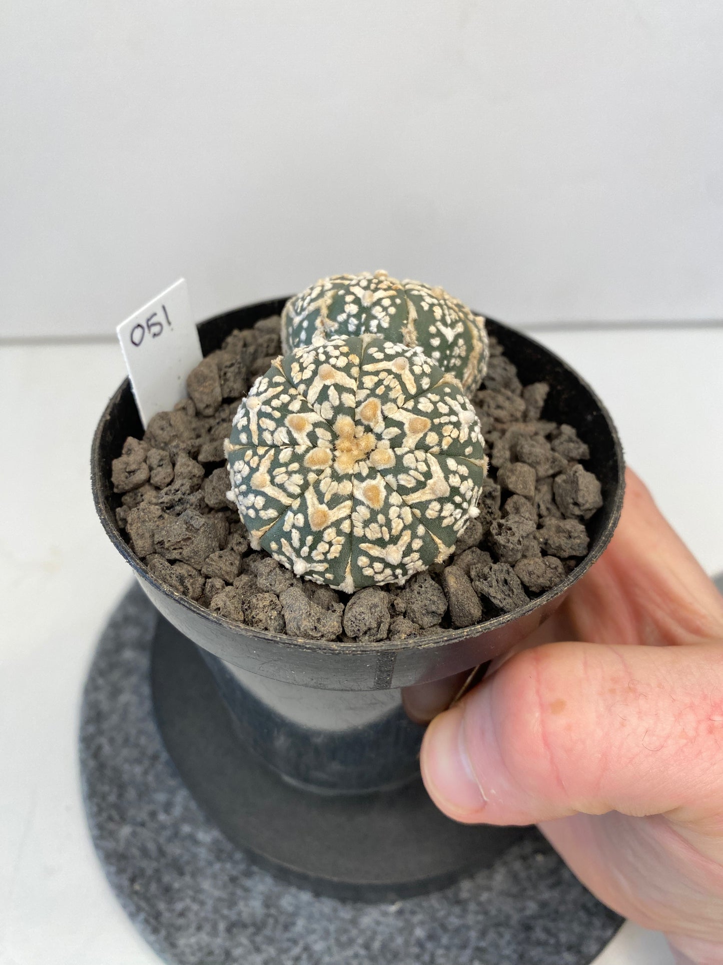 Astrophytum SuperKabuto V-Type, double header