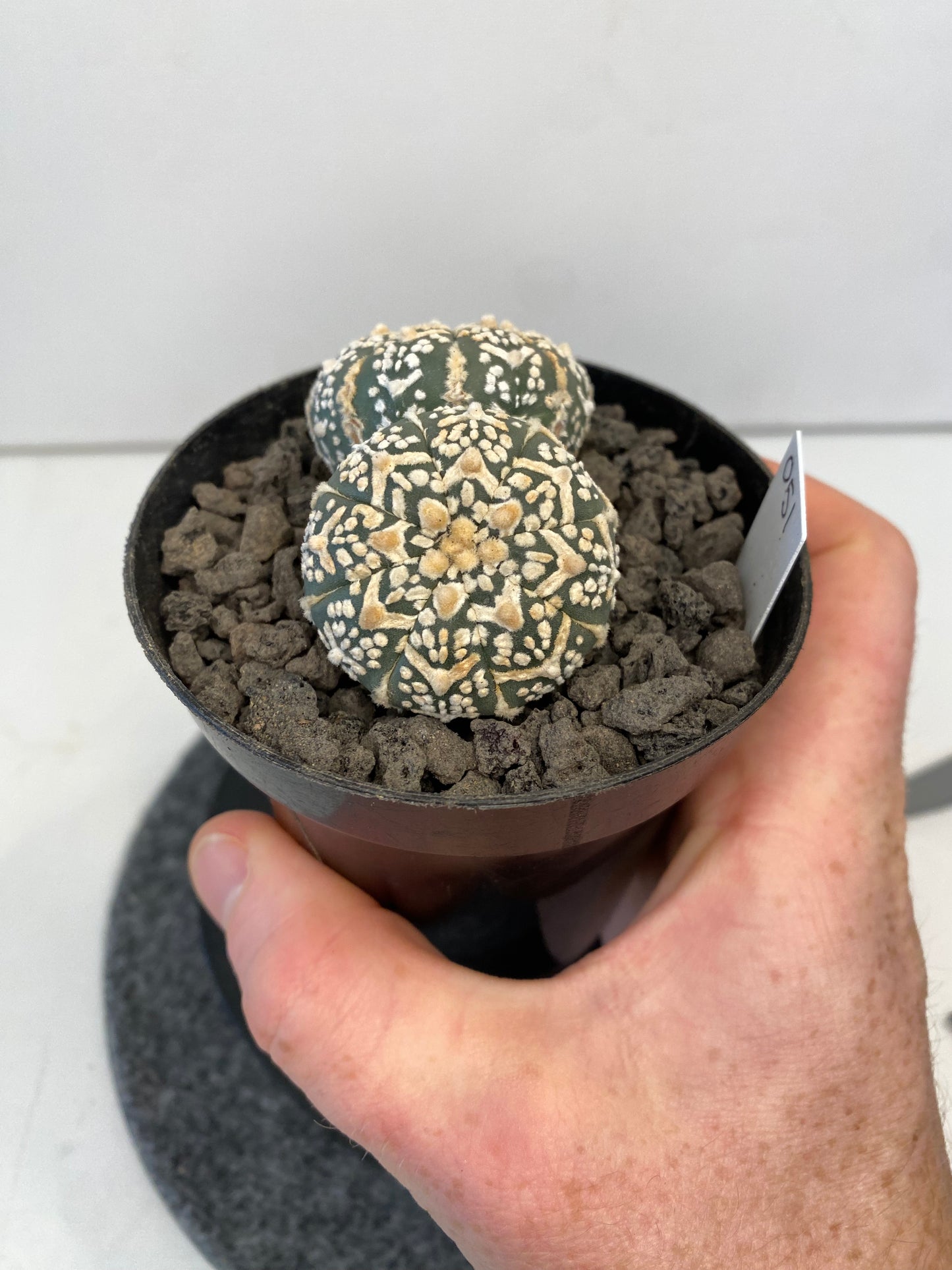 Astrophytum SuperKabuto V-Type, double header