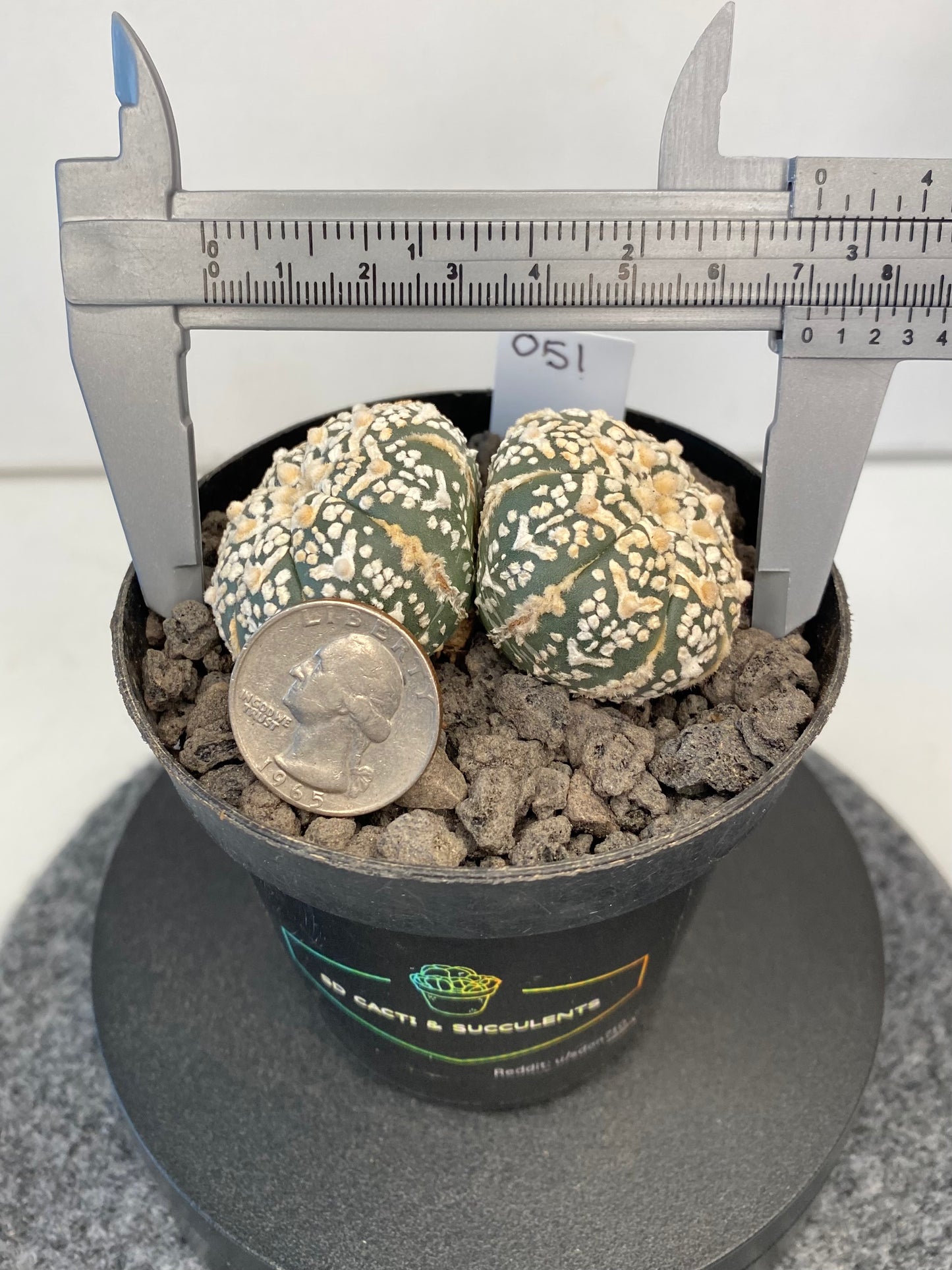 Astrophytum SuperKabuto V-Type, double header