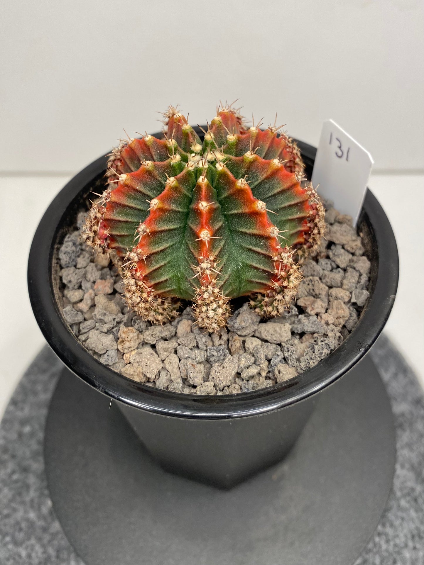 Gymnocalycium Hybrid "Silamanee"