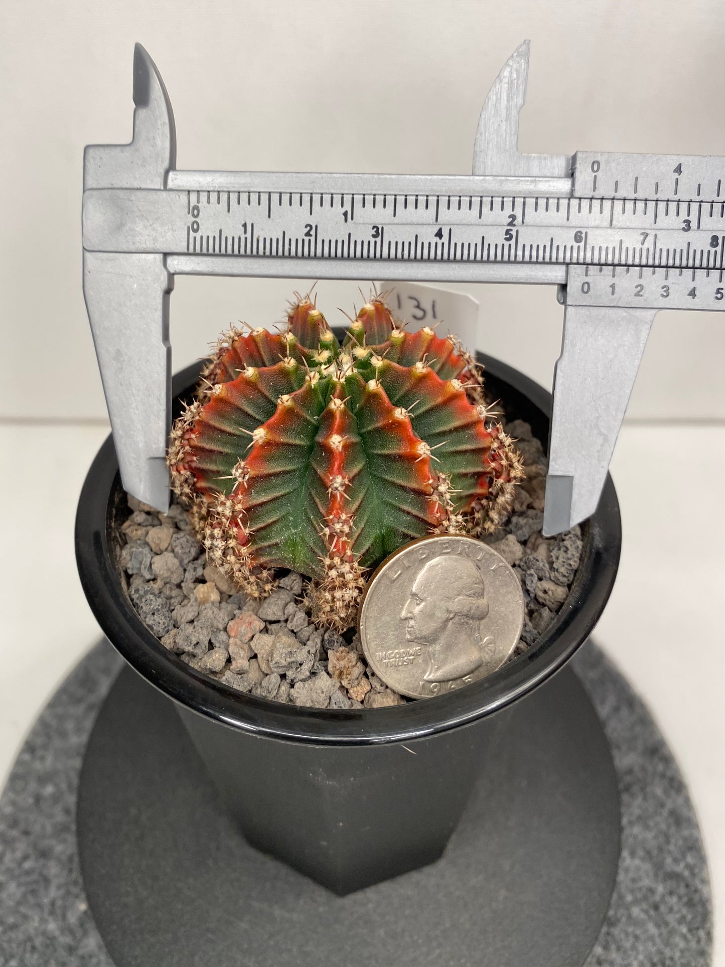 Gymnocalycium Hybrid "Silamanee"