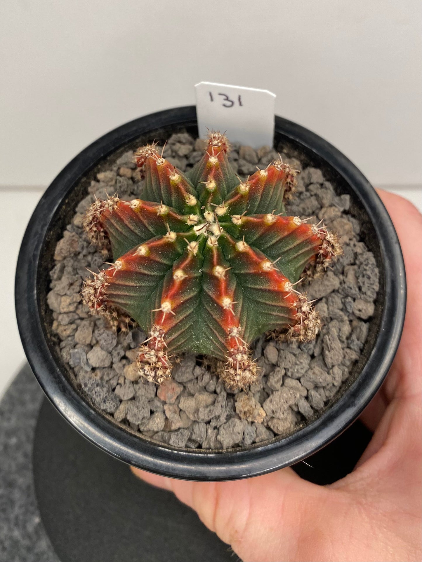 Gymnocalycium Hybrid "Silamanee"