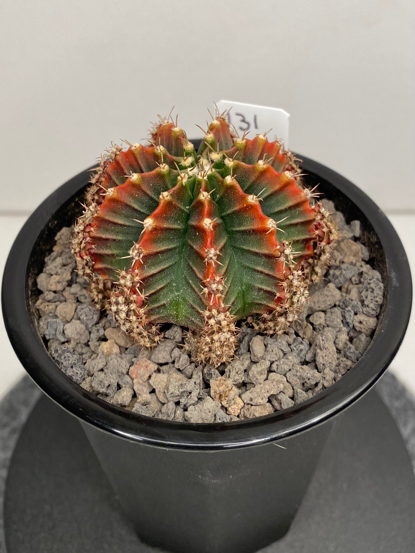 Gymnocalycium Hybrid "Silamanee"