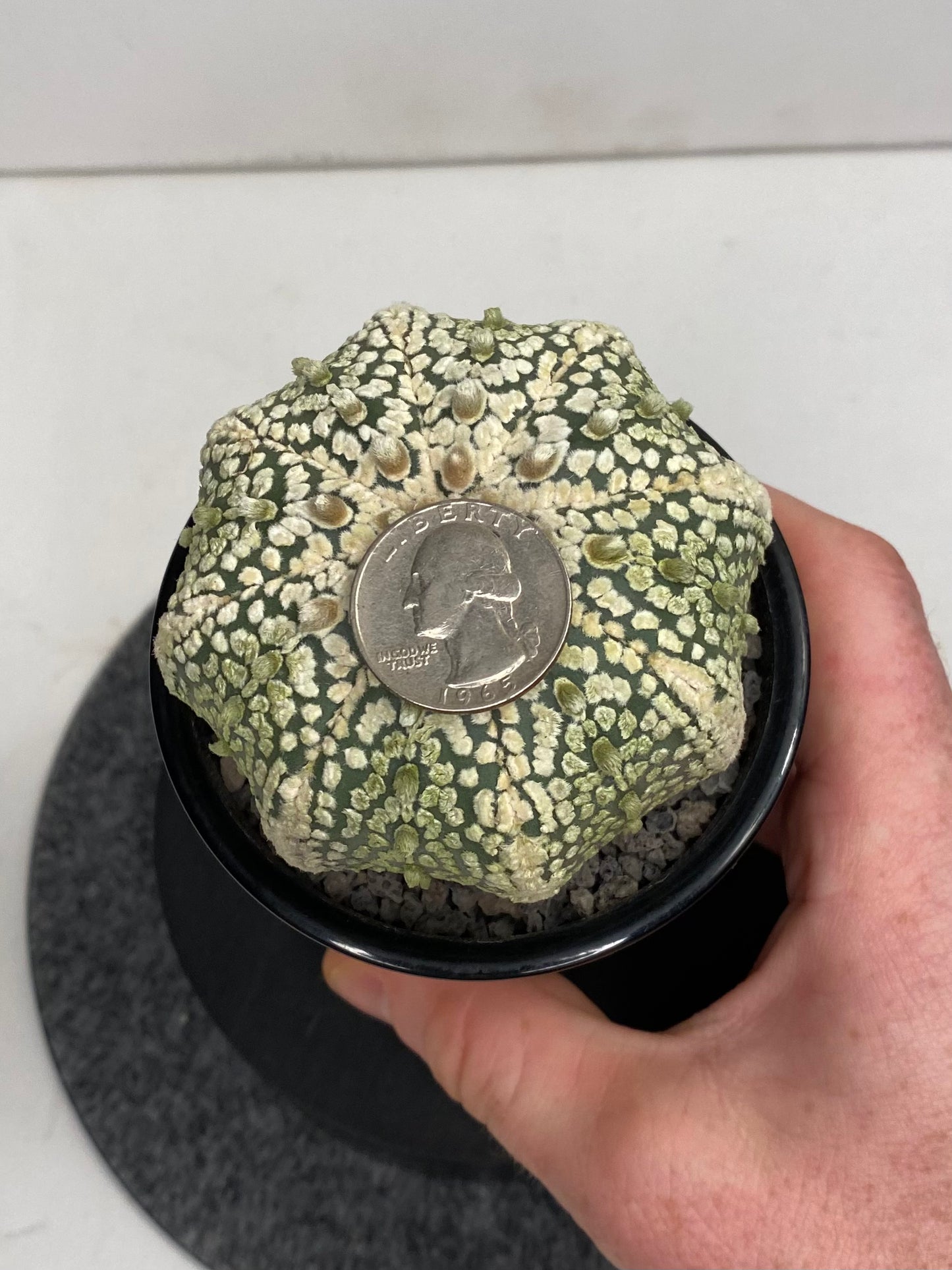 Astrophytum Asterias cv. "Super Kabuto" 8 ribs