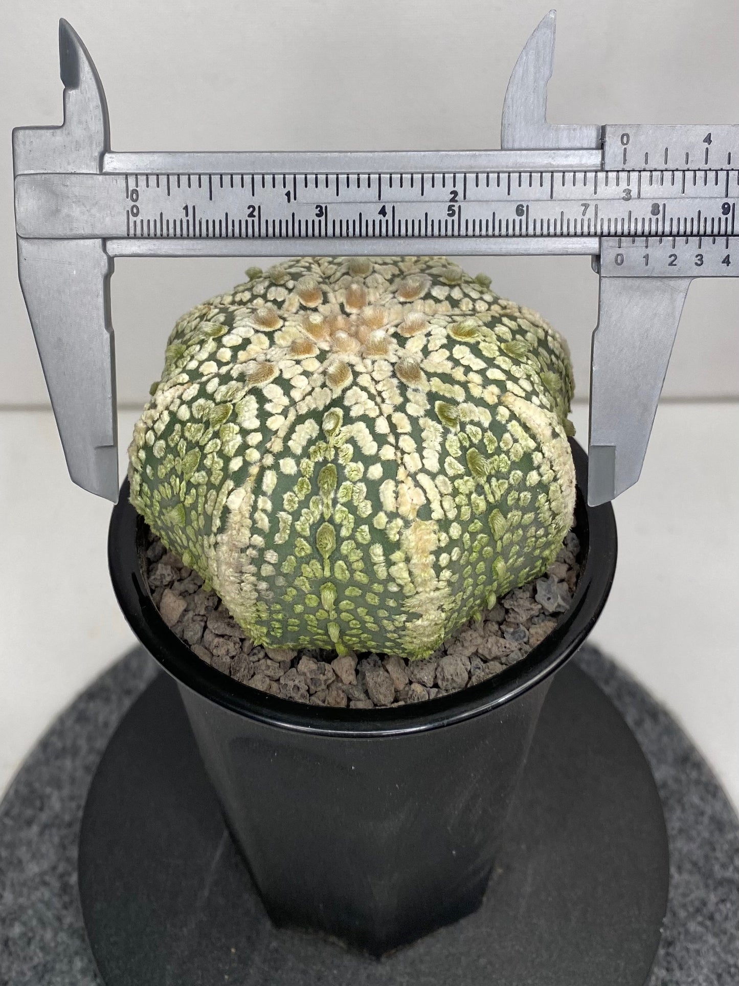 Astrophytum Asterias cv. "Super Kabuto" 8 ribs