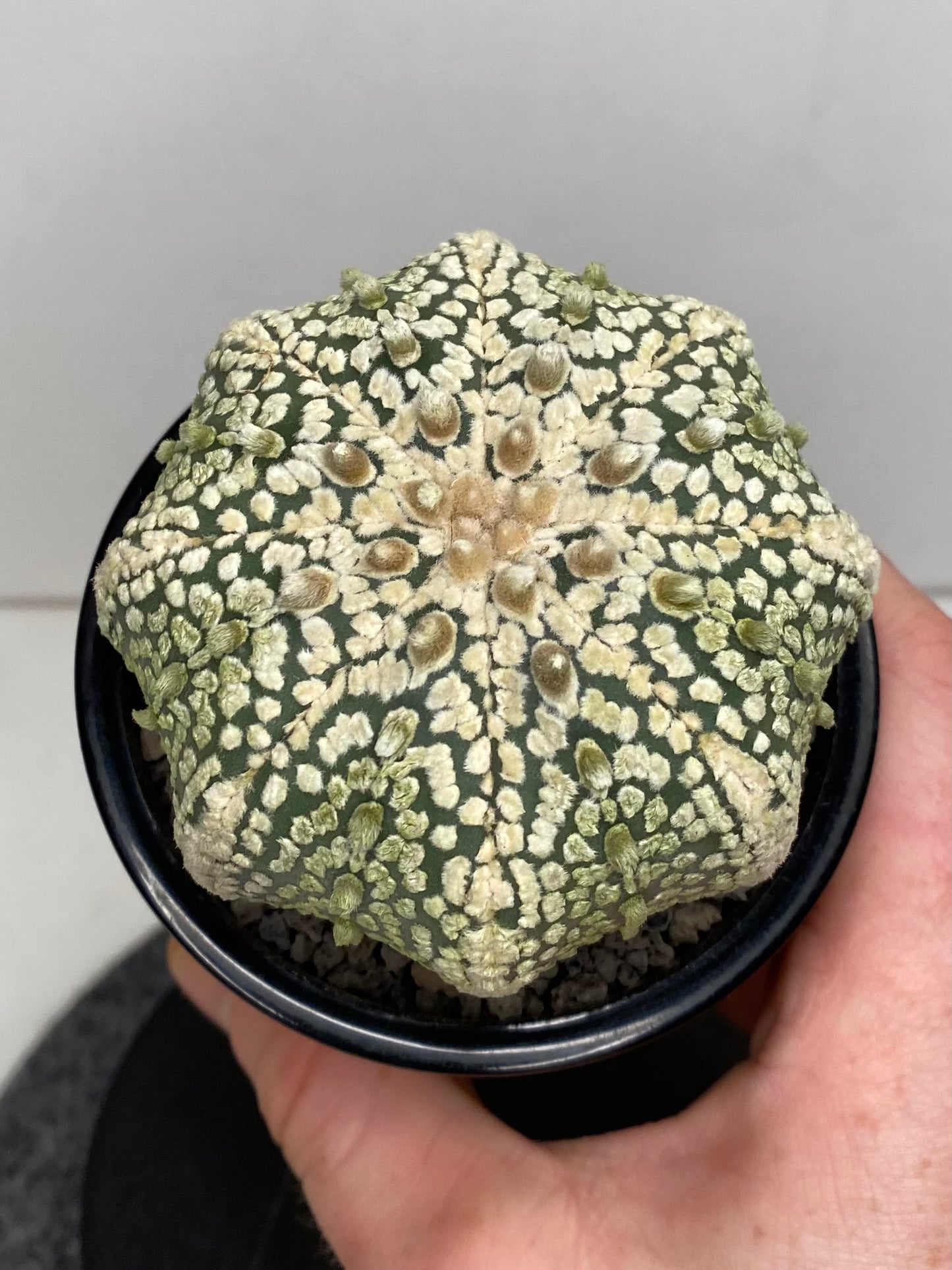 Astrophytum Asterias cv. "Super Kabuto" 8 ribs