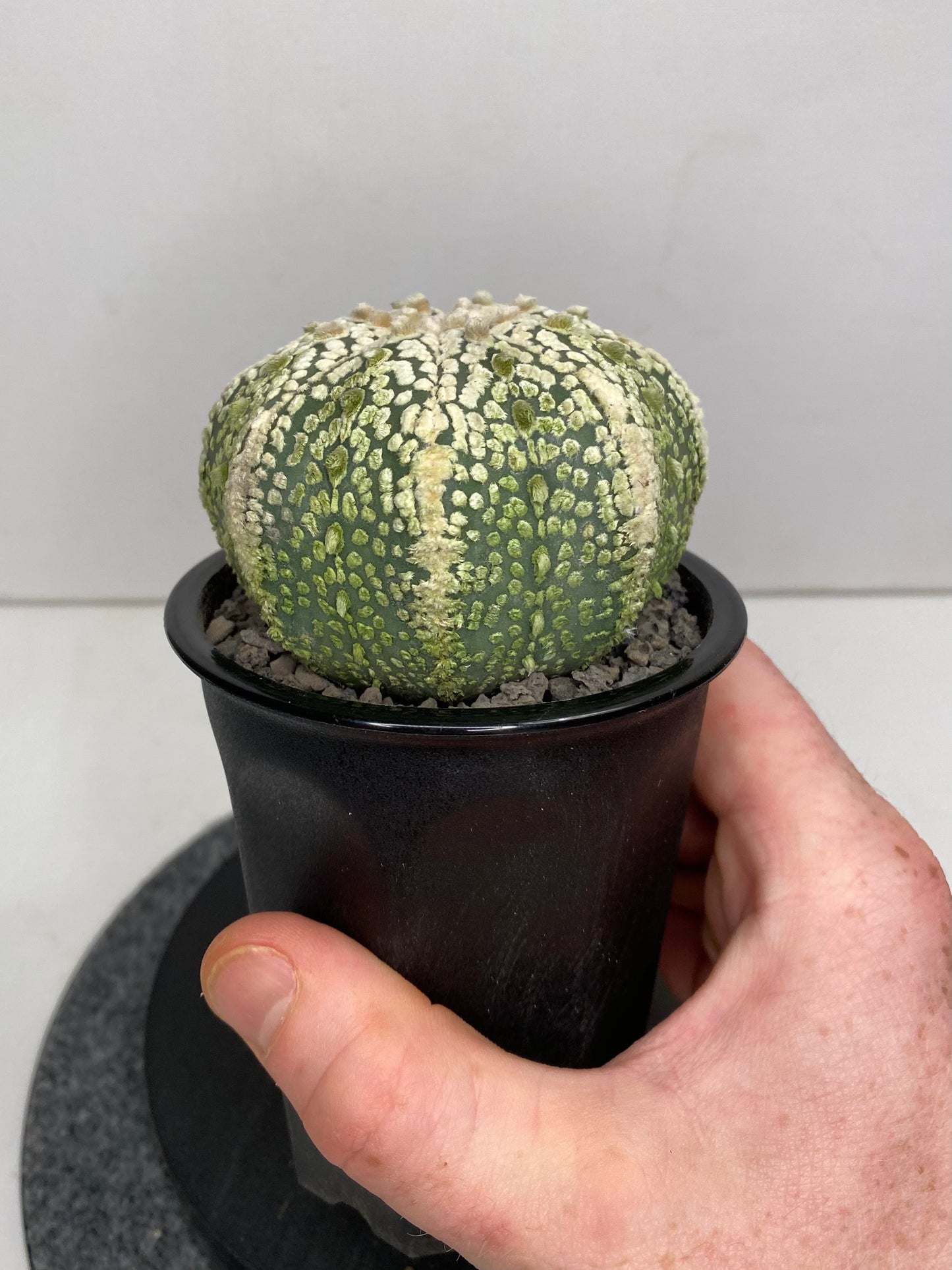 Astrophytum Asterias cv. "Super Kabuto" 8 ribs